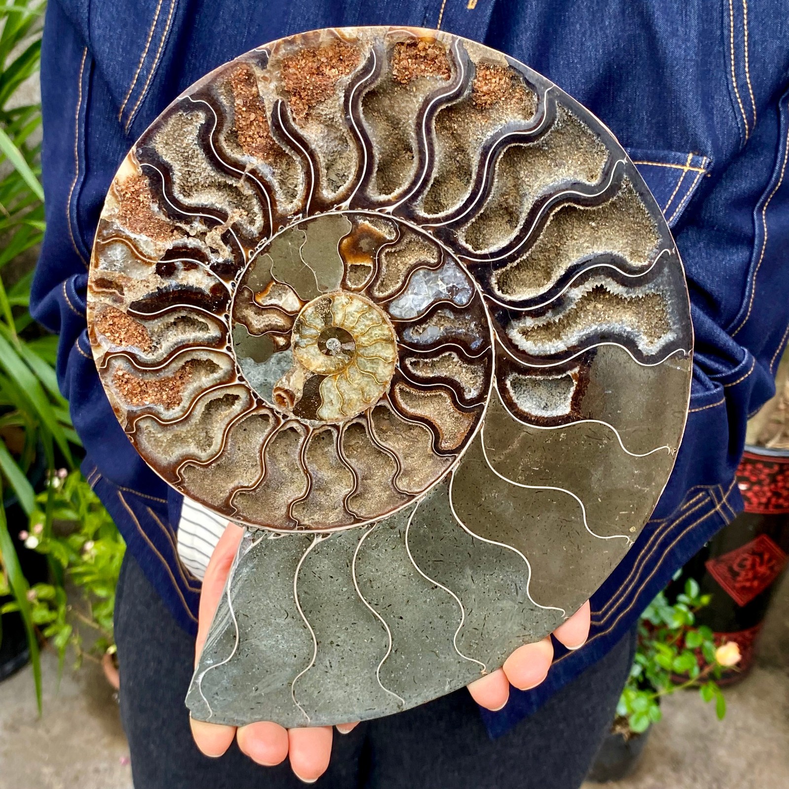 3.21LB Rare! Natural Tentacle Ammonite FossilSpecimen Shell Healing Madagascar