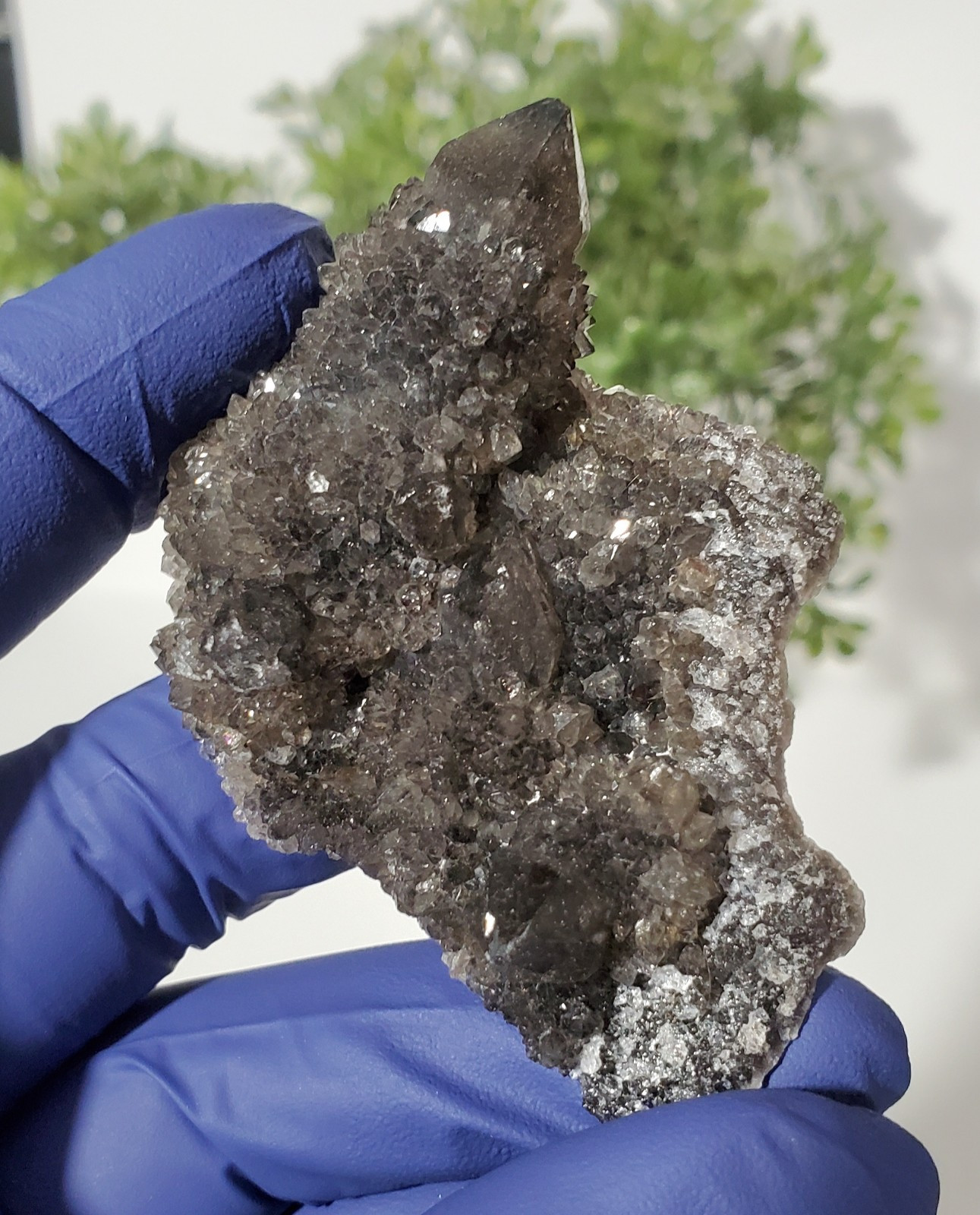 Black Spirit Quartz Cluster Specimen (Fairy Quartz) South Africa 34g
