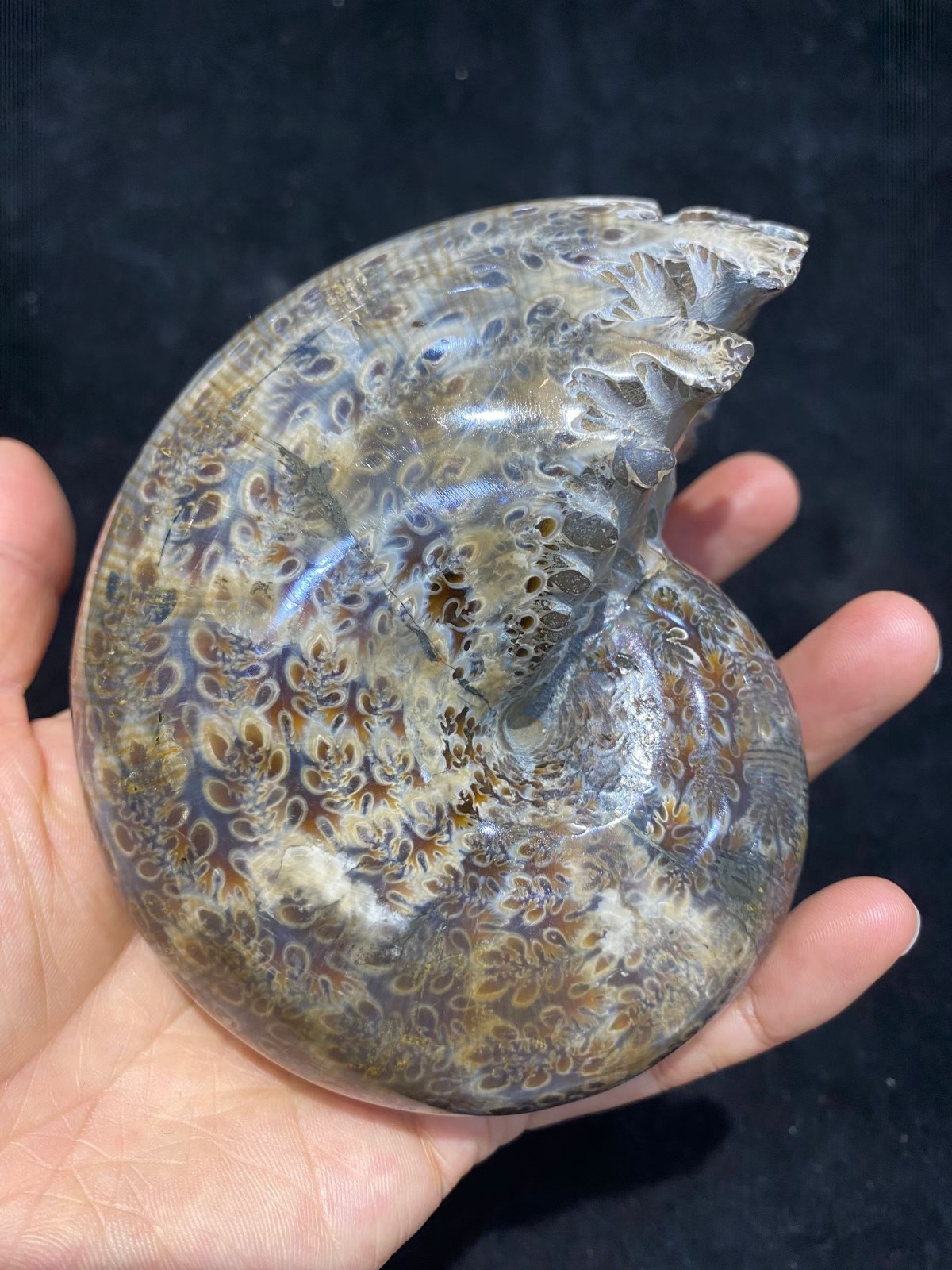 600g Natural ammonite fossil conch Crystal specimen Reiki healing decor 1PC