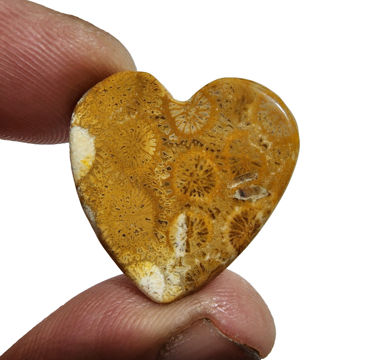 33 Crt Beautiful Yellow Fossil Coral Heart Shape Gemstone Cabochon For Jewelry