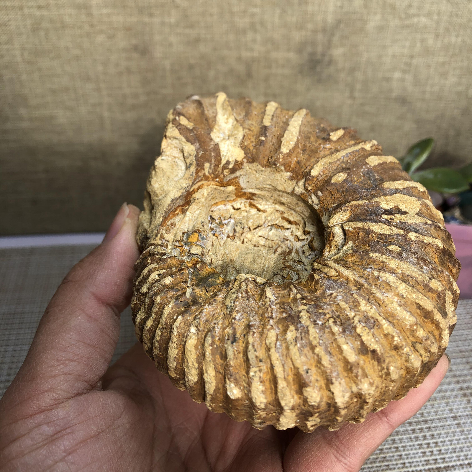 110mm Rare natural yellow conch Ammonite original rough Specimen 507g g4905