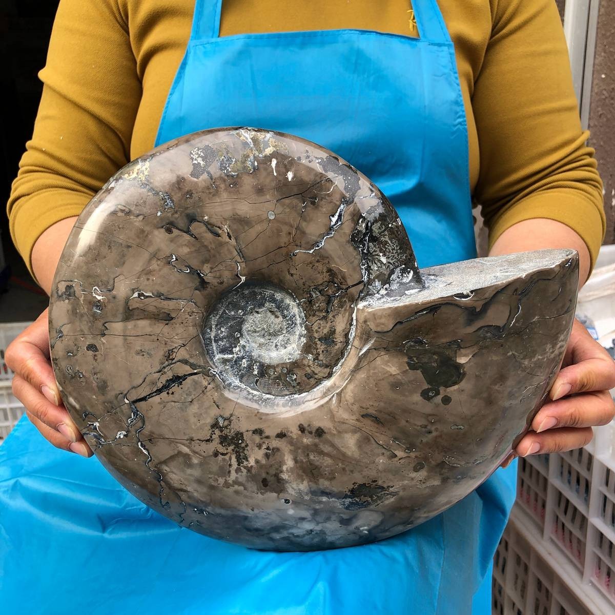 10.75LB Natural Beautiful Ammonite Fossil Conch Crystal Specimen Healing 4593