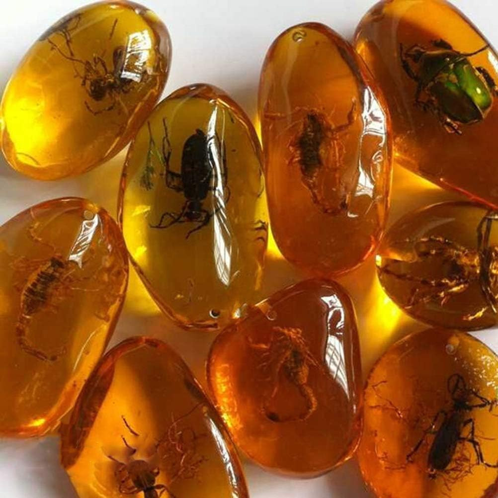 5Pcs Amber Fossil with Insects Samples Stones Crystal Specimens Home Decorations