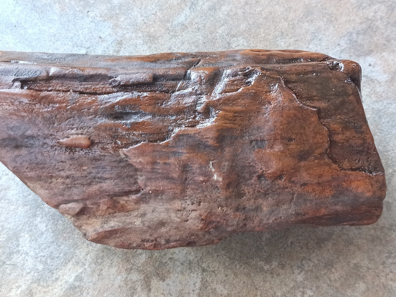 Petrified Wood Log Fossil 6 ” Yellow Creek Mississippi United States