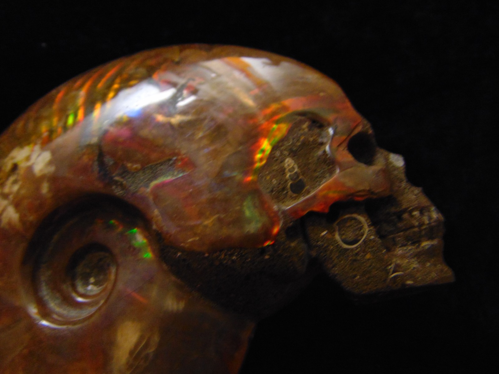 Carved Skull Ammonite from Skullis