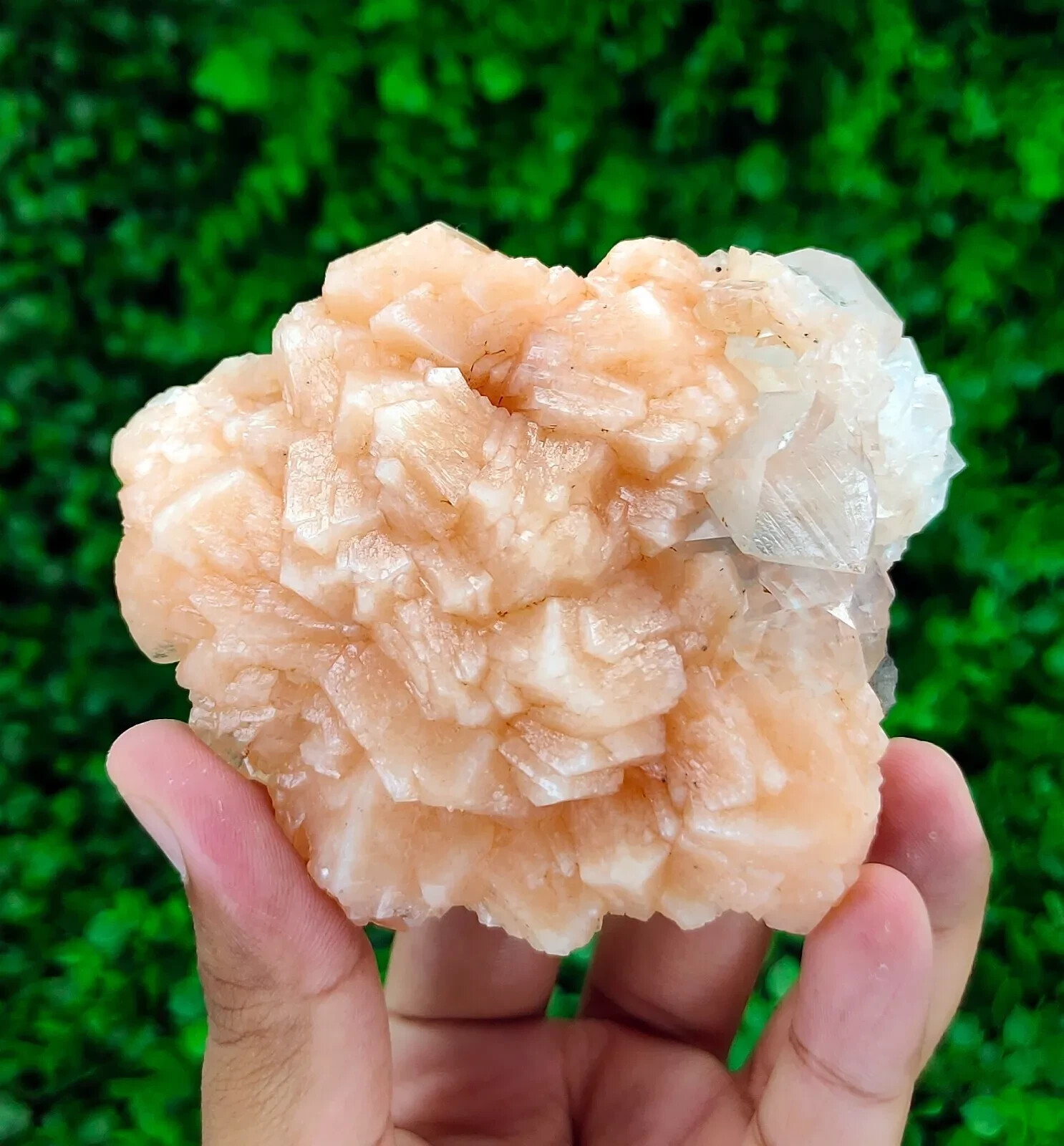 286g Natural Stilbite with Apophyllite Minerals
