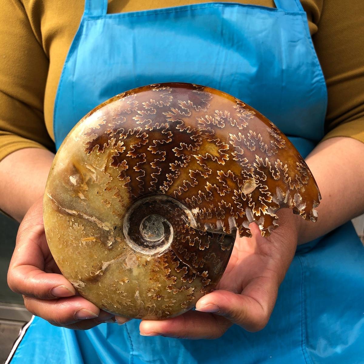2pcs 3.47LB Natural Beautiful Ammonite Fossil Conch Crystal Specimen Healing