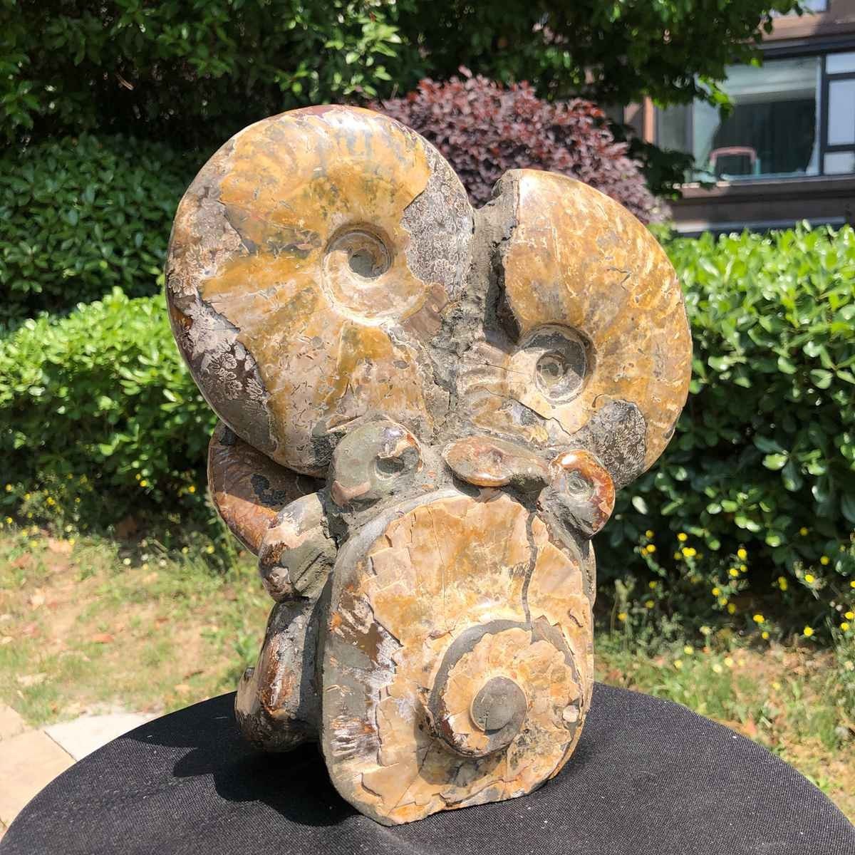 9.24LB Natural Beautiful Ammonite Fossil Conch Crystal Specimen Healing 5113