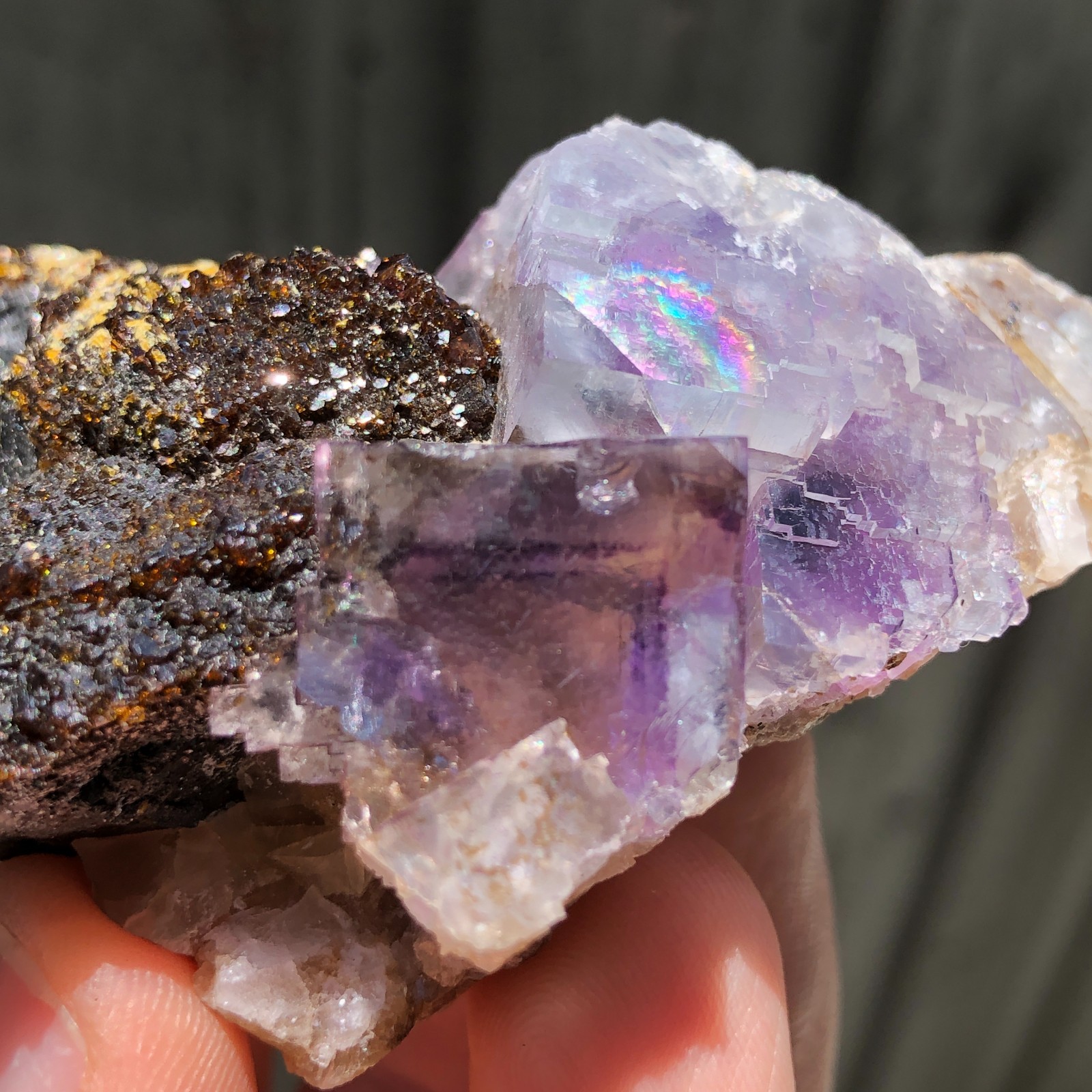 7.3cm Fluorite Crystals on Sphalerite from Minerva No. 1 Mine, Illinois, USA