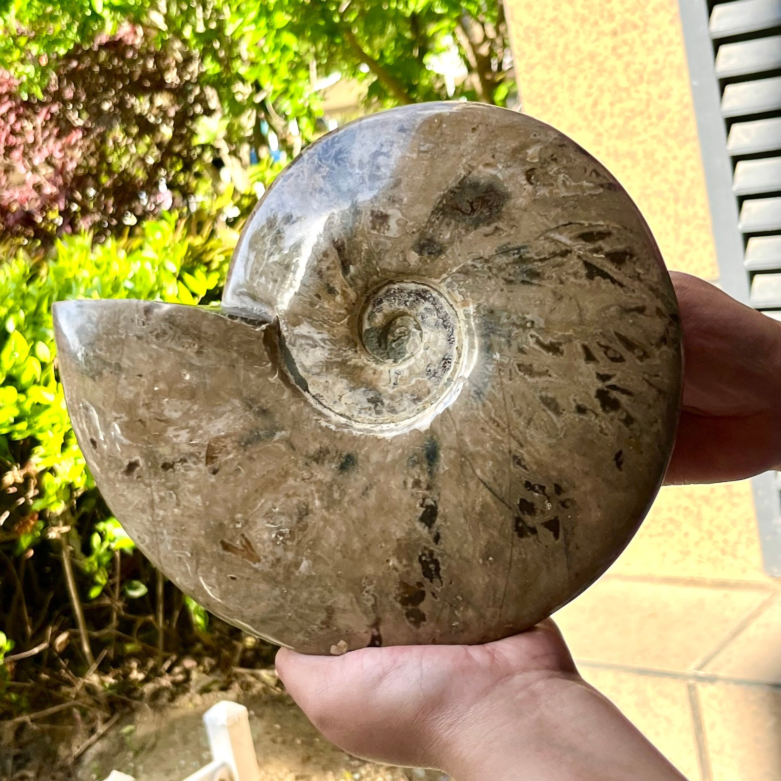 Polished Ammonite Fossil Spiral Shell Chrysanthemum Pattern Mineral 7.5 lb