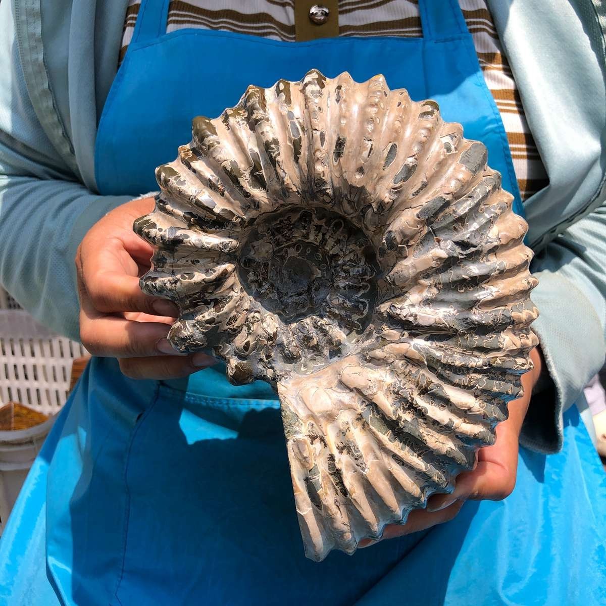 7.12LB Natural Beautiful Ammonite Fossil Conch Crystal Specimen Healing 5403