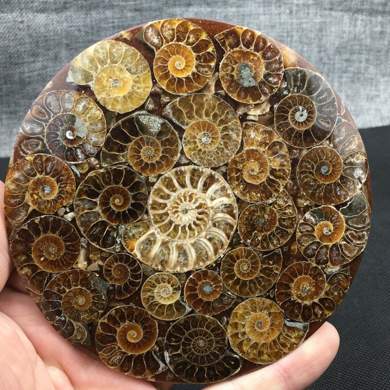 Natural Ammonite Disc Fossil Conch Specimen Healing +Stand 1PC
