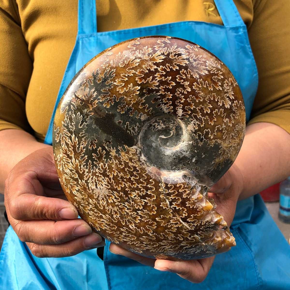 Polished Natural Ammonite Fossil Slice Conch Specimen Healing Minera MH4672