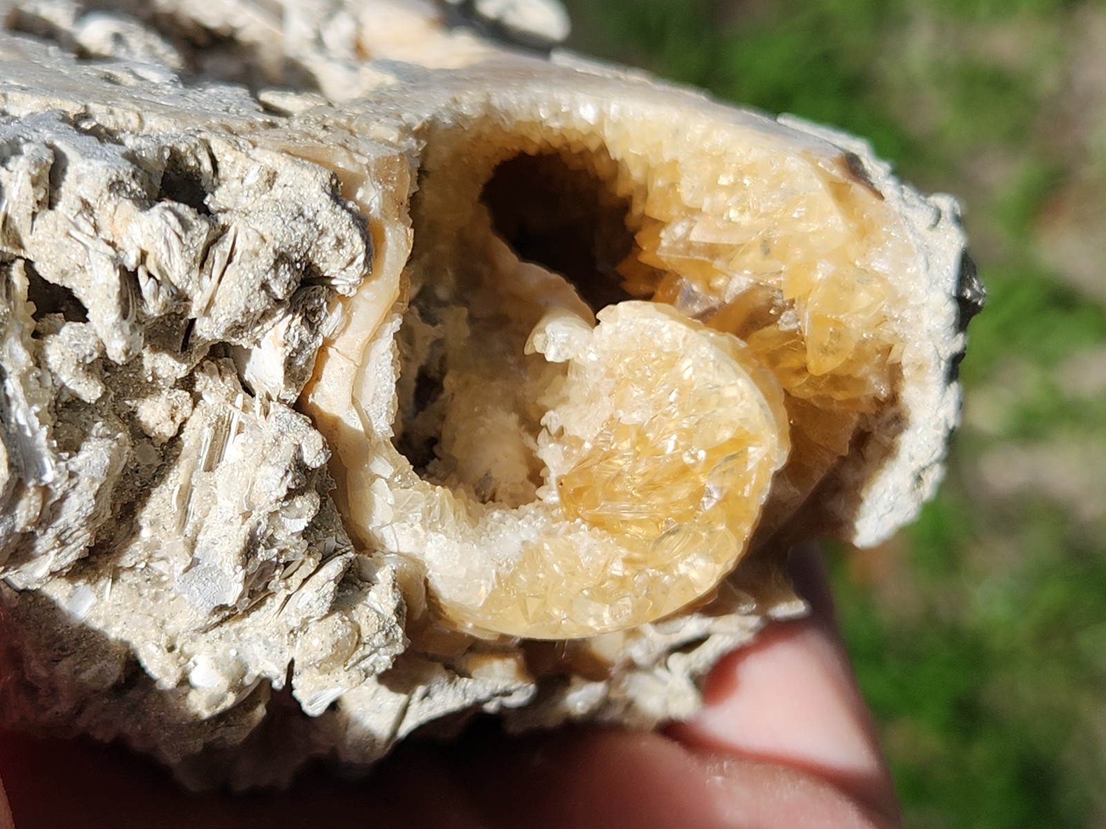 Calcite WHELK SHELL Fossil Rucks Pit Florida dogtooth UV crystal honey
