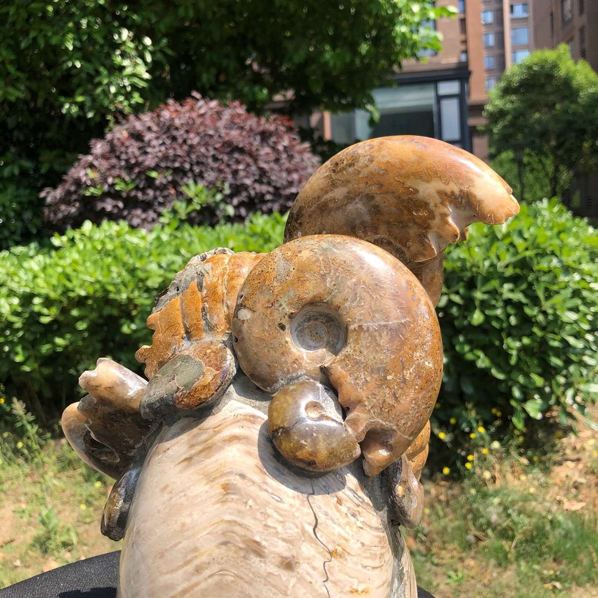 11.08LB Rarem Natural Tentacle Ammonite Fossil Specimen Shell Healing Madagas