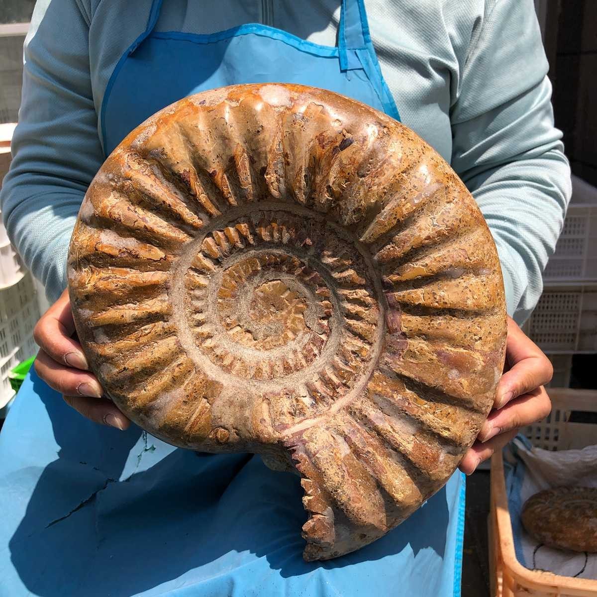 10.67LB Large Natural Beautiful Ammonite Fossil Conch Crystal Specimen Healing