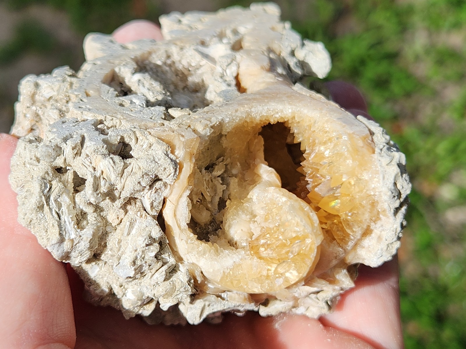 Calcite WHELK SHELL Fossil Rucks Pit Florida dogtooth UV crystal honey