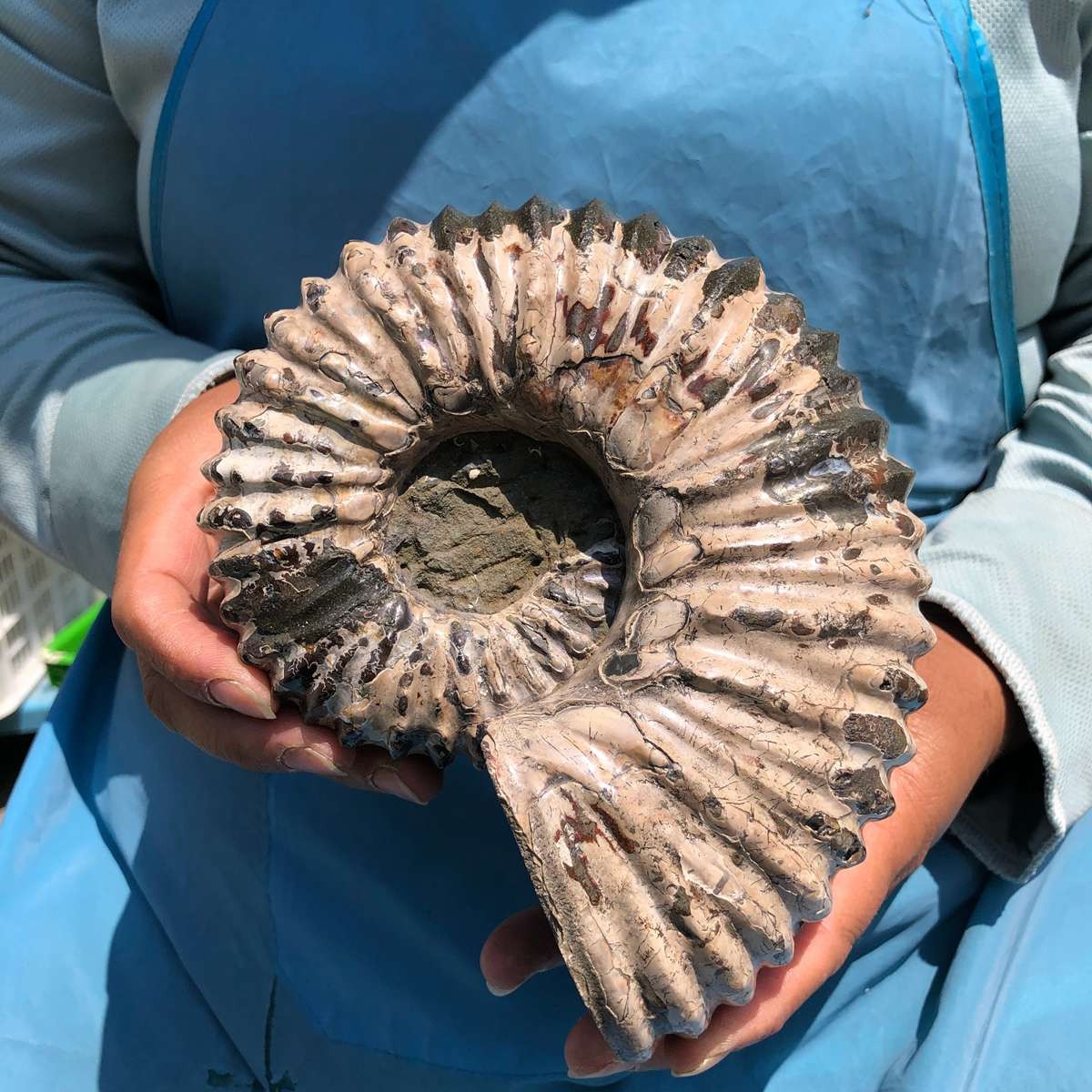 3.98LB Natural Beautiful Ammonite Fossil Conch Crystal Specimen Healing 5390