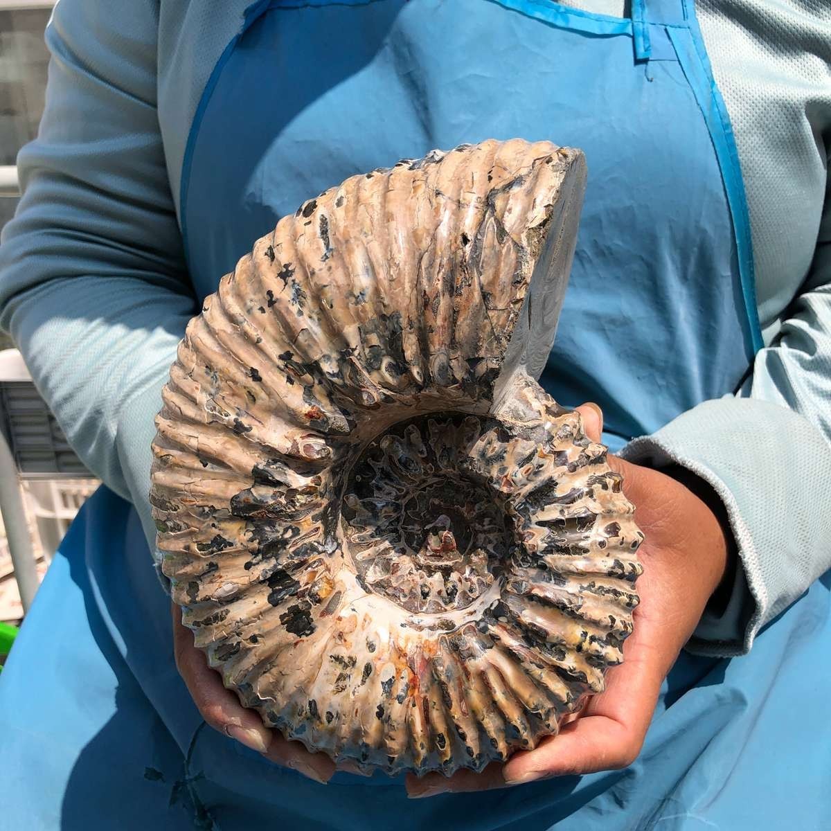 7.45LB Natural Beautiful Ammonite Fossil Conch Crystal Specimen Healing 5392