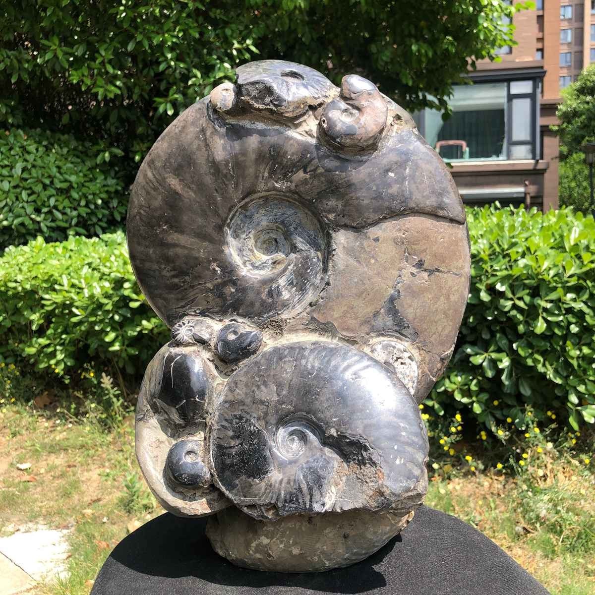 23.4LB Natural Beautiful Ammonite Fossil Conch Crystal Specimen Healing 5121