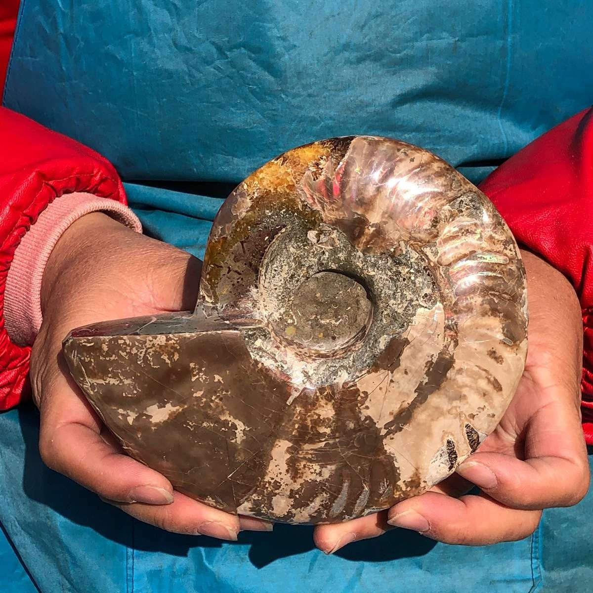 2pcs 3.65LB Natural Horn Screw Fossil Ammonite Conch Crystal Specimen Healing