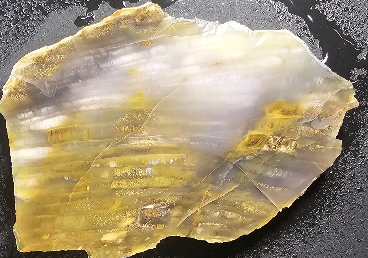 Grassy Mountain Petrified Wood Rough End Cut Rare R