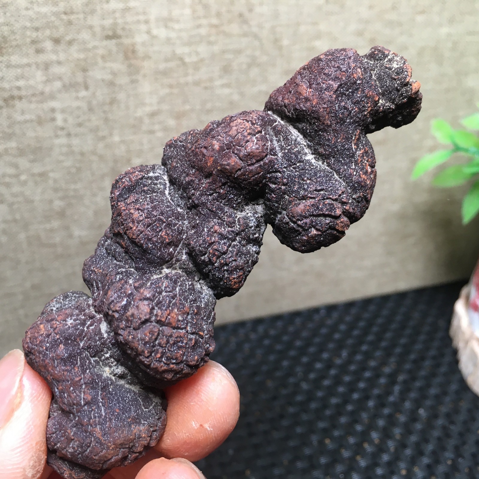100g Natural dung coprolite Petrified Poop crystal Specimen fb1479