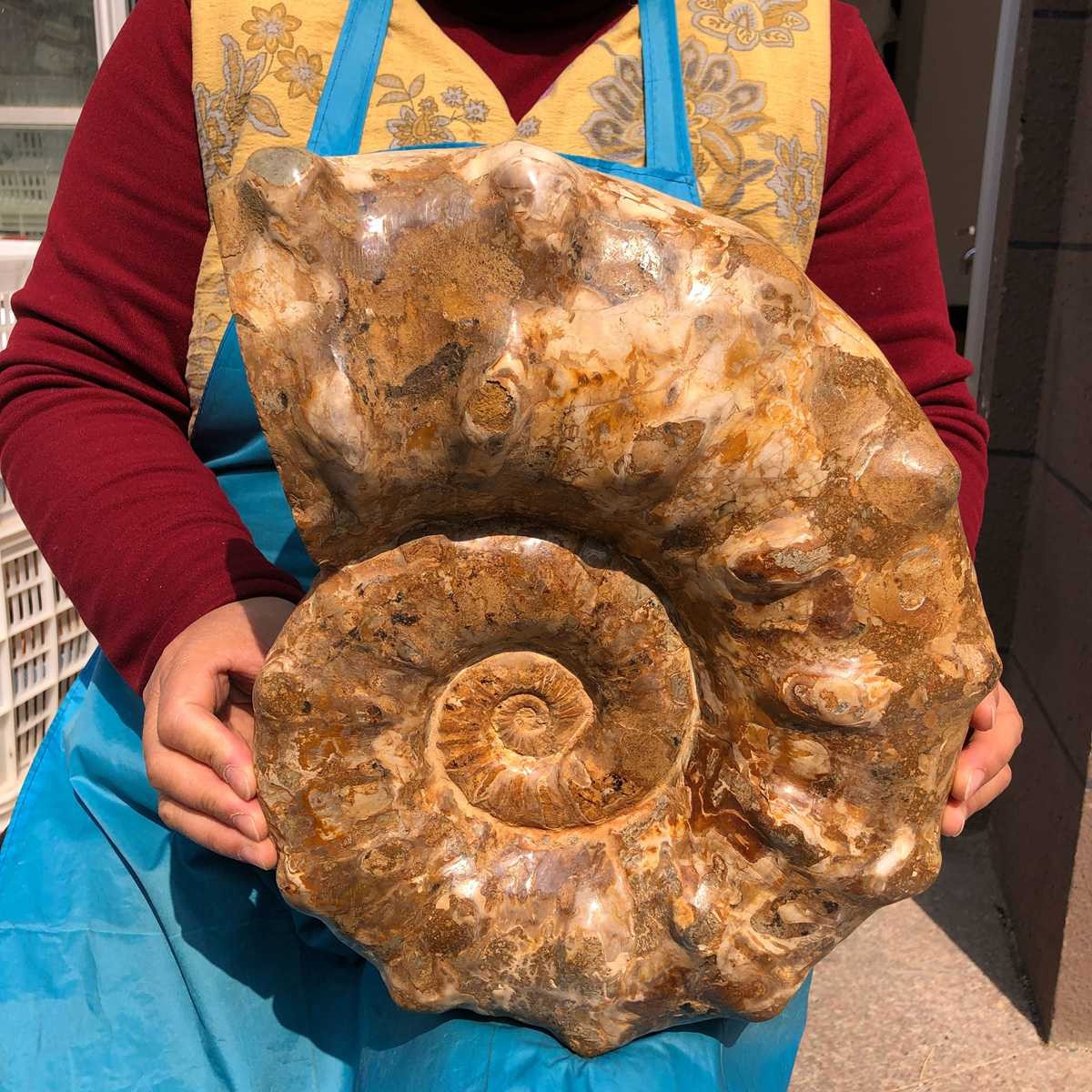 21.93LB Large Natural Beautiful Ammonite Fossil Conch Crystal Specimen Healing