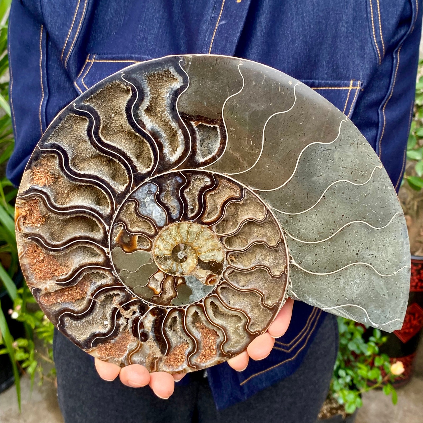 3.21LB Rare! Natural Tentacle Ammonite FossilSpecimen Shell Healing Madagascar