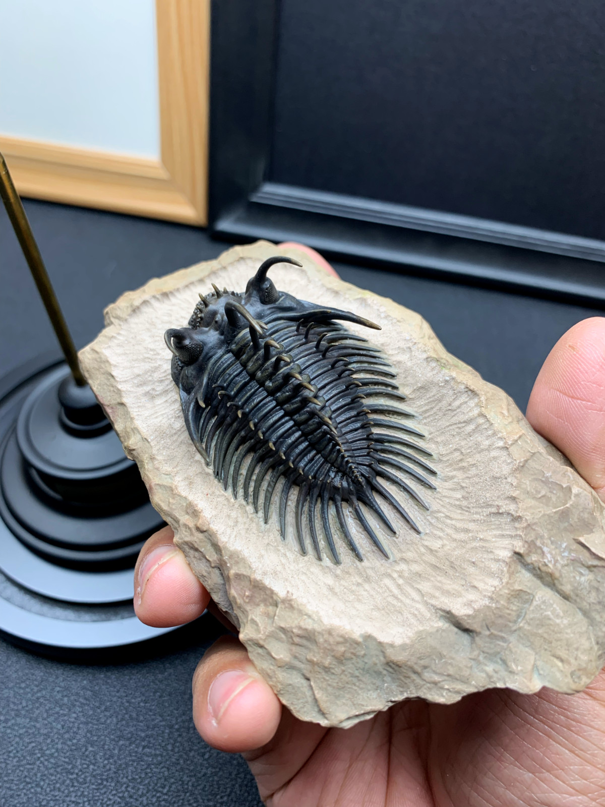 1:1 Comura Bullyneki Trilobite Resin Replica, Spiny Trilobite Fossil Display