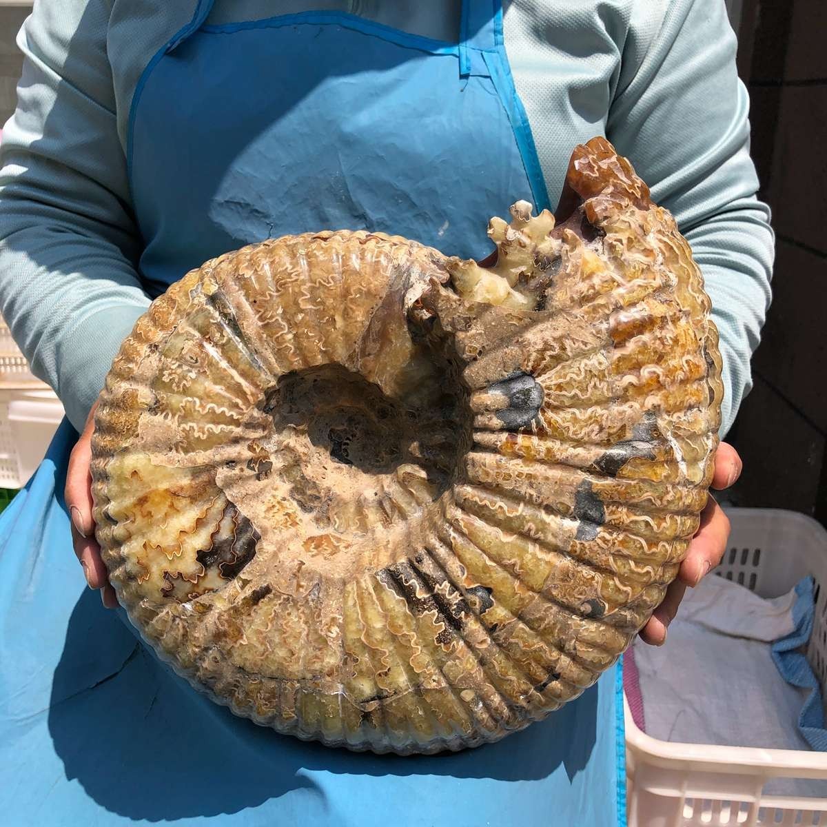 18.74LB Natural Beautiful Ammonite Fossil Conch Crystal Specimen Healing 5400