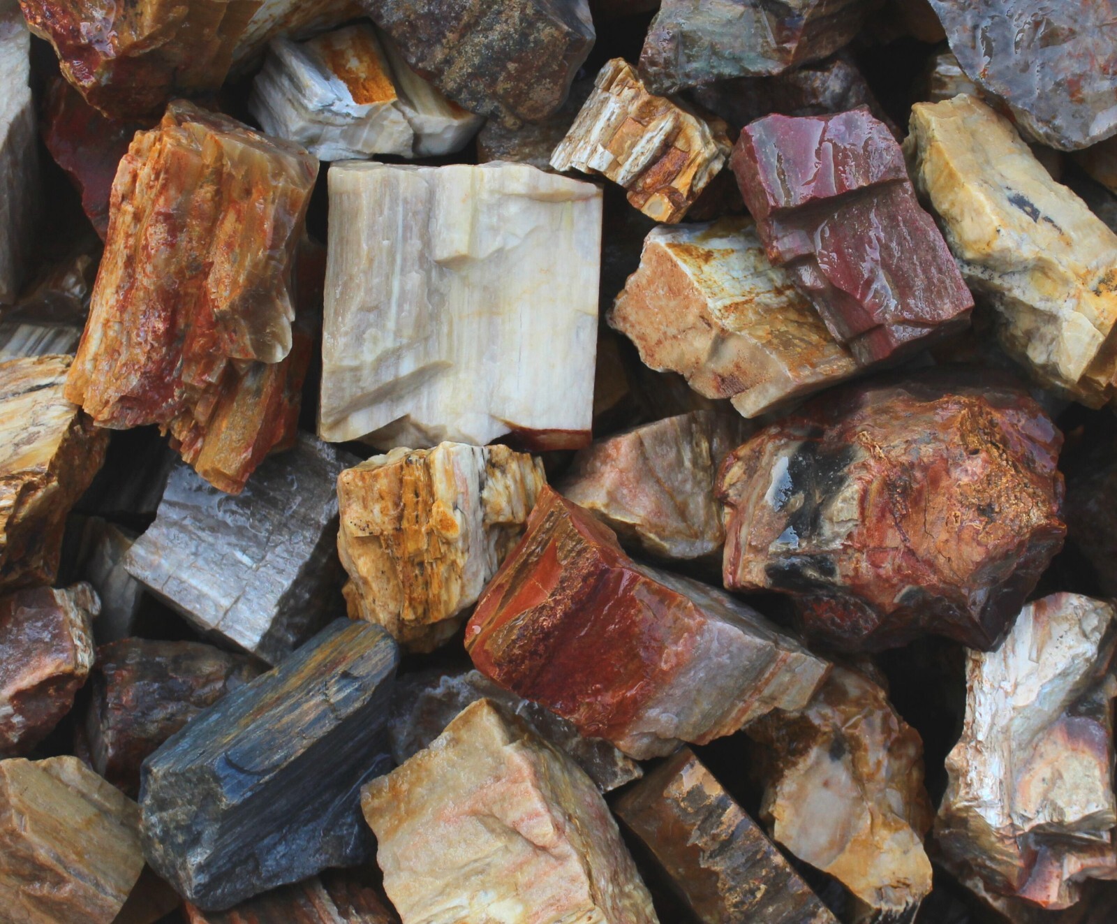 Petrified Wood – Large Rough Rocks for Tumbling – Bulk Wholesale 1LB options