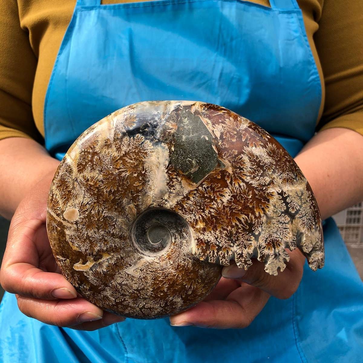2pcs 3.47LB Natural Beautiful Ammonite Fossil Conch Crystal Specimen Healing