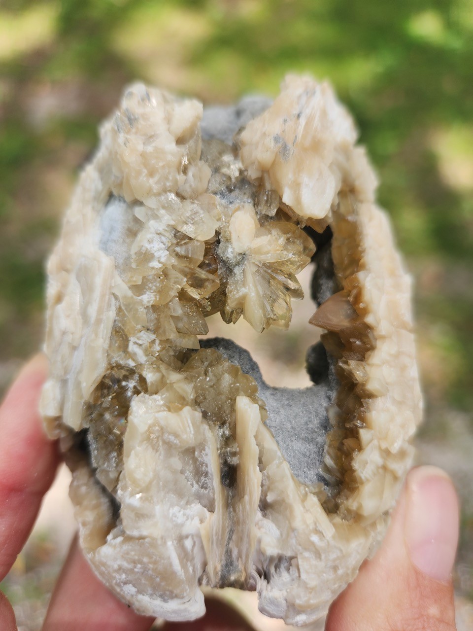 PAIR Calcite Crystal WHELK AND CLAM Shell Fossil Rucks Pit Florida dogtooth UV