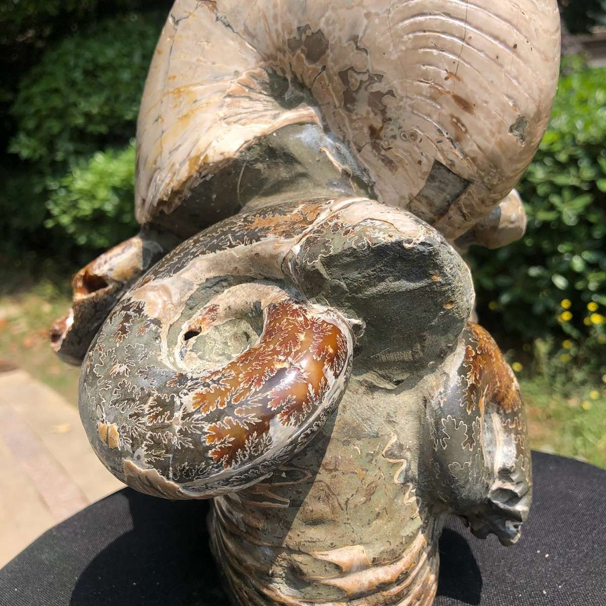 17.11LB Natural Beautiful Ammonite Fossil Conch Crystal Specimen Healing 5118