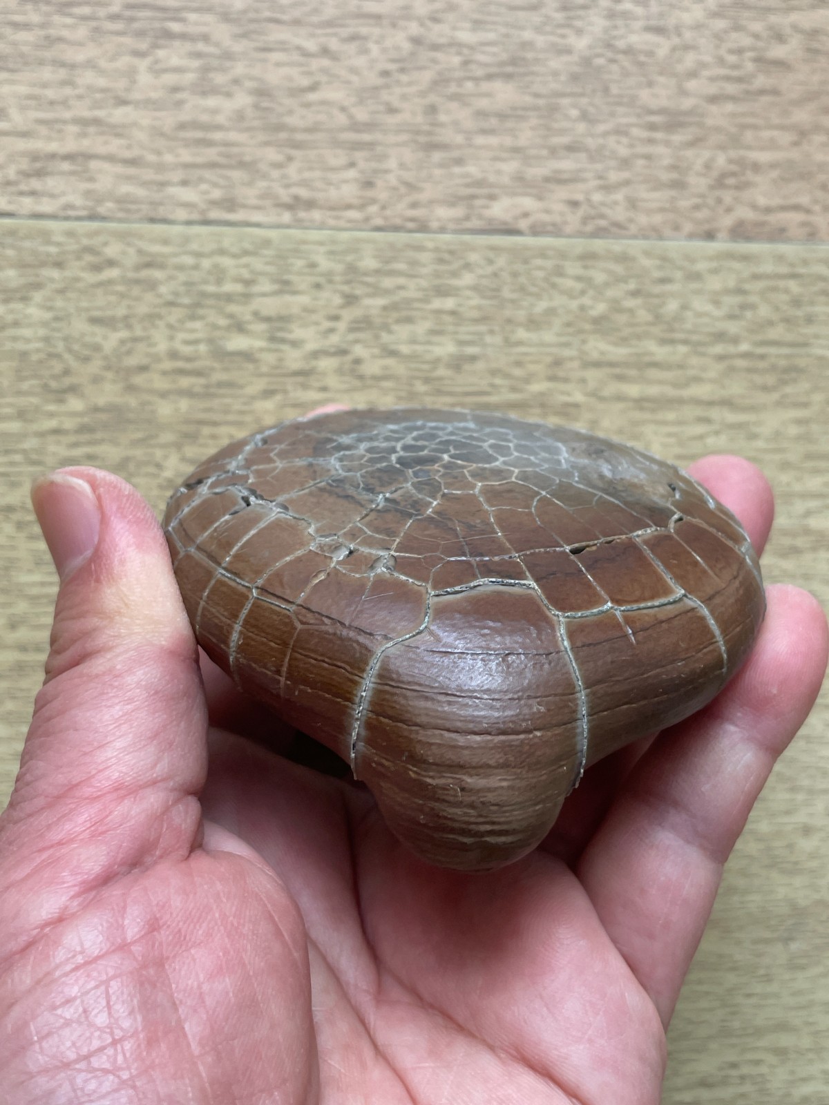 412g beautiful Natural tortoise back pattern stone Moire stone Landscape stone