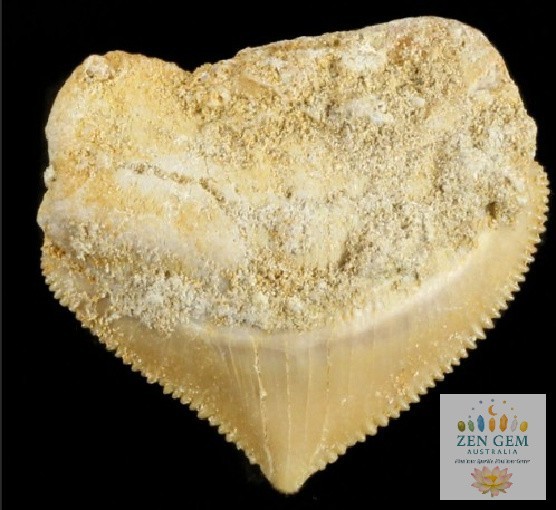 Squalicorax “Crow Shark Tooth” 70 MYO, Morroco ~ Display 7cm (B white)