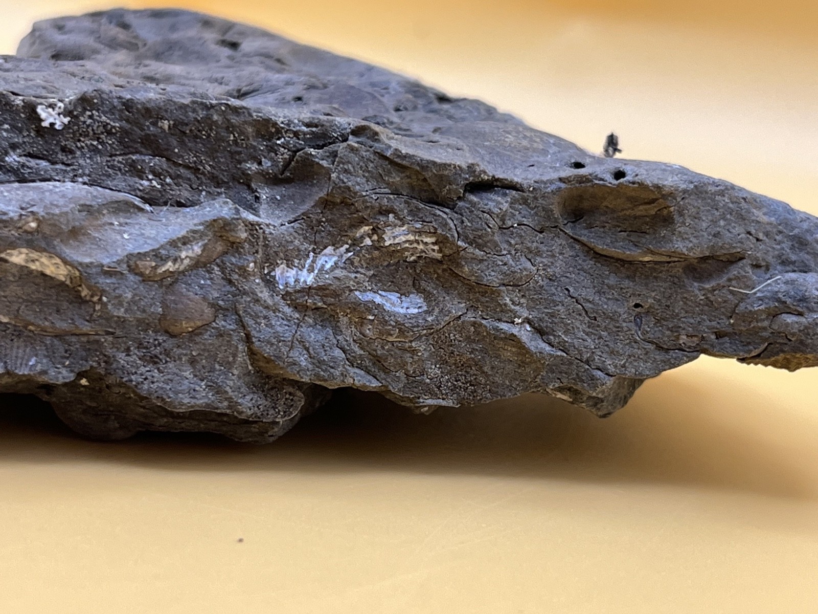 Stone with Dozens of Brachiopod/Scollop Sea Shell Fossils