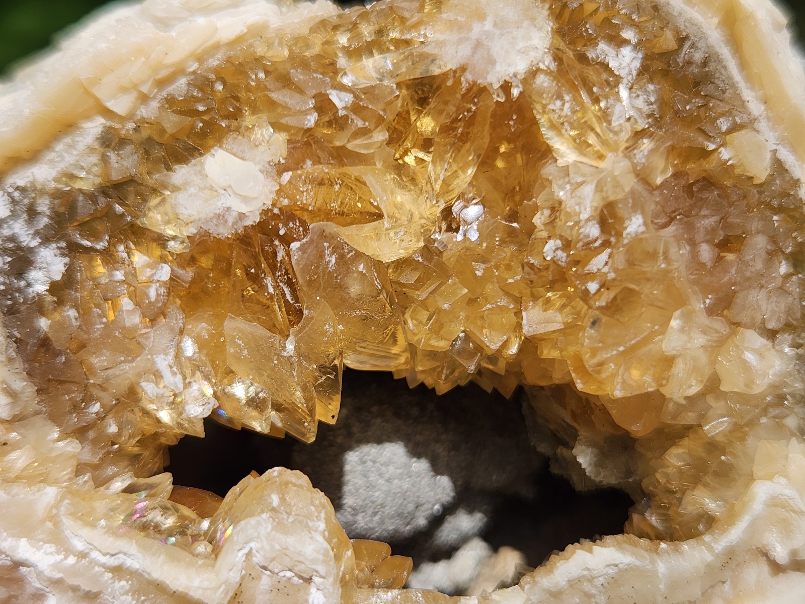 Calcite Crystal Clam Shell Fossil Rucks Pit Florida cut dogtooth clam honey UV
