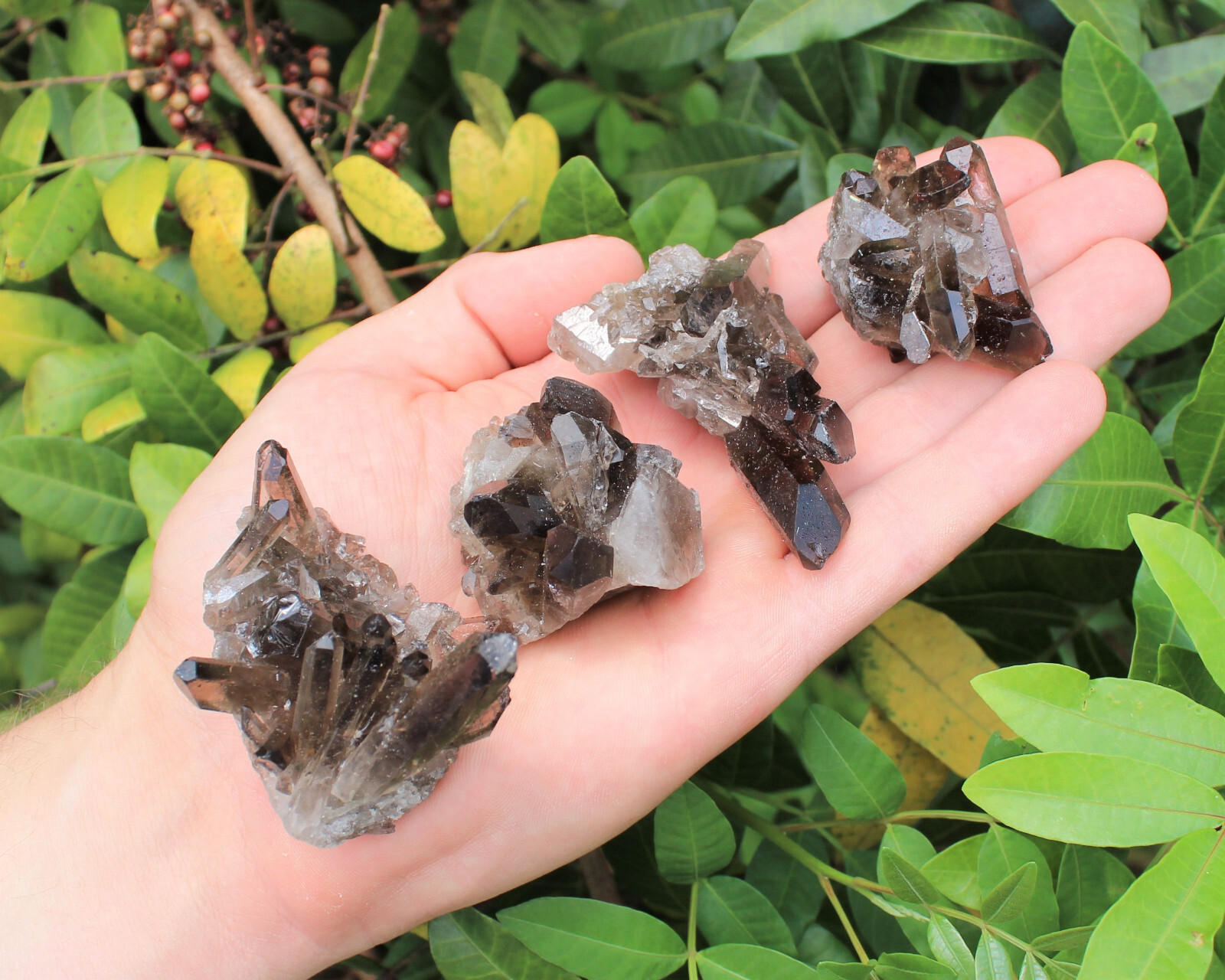 Smoky Quartz Crystal Clusters: 6-9 Piece Wholesale Bulk Box Lot (Smokey Quartz)