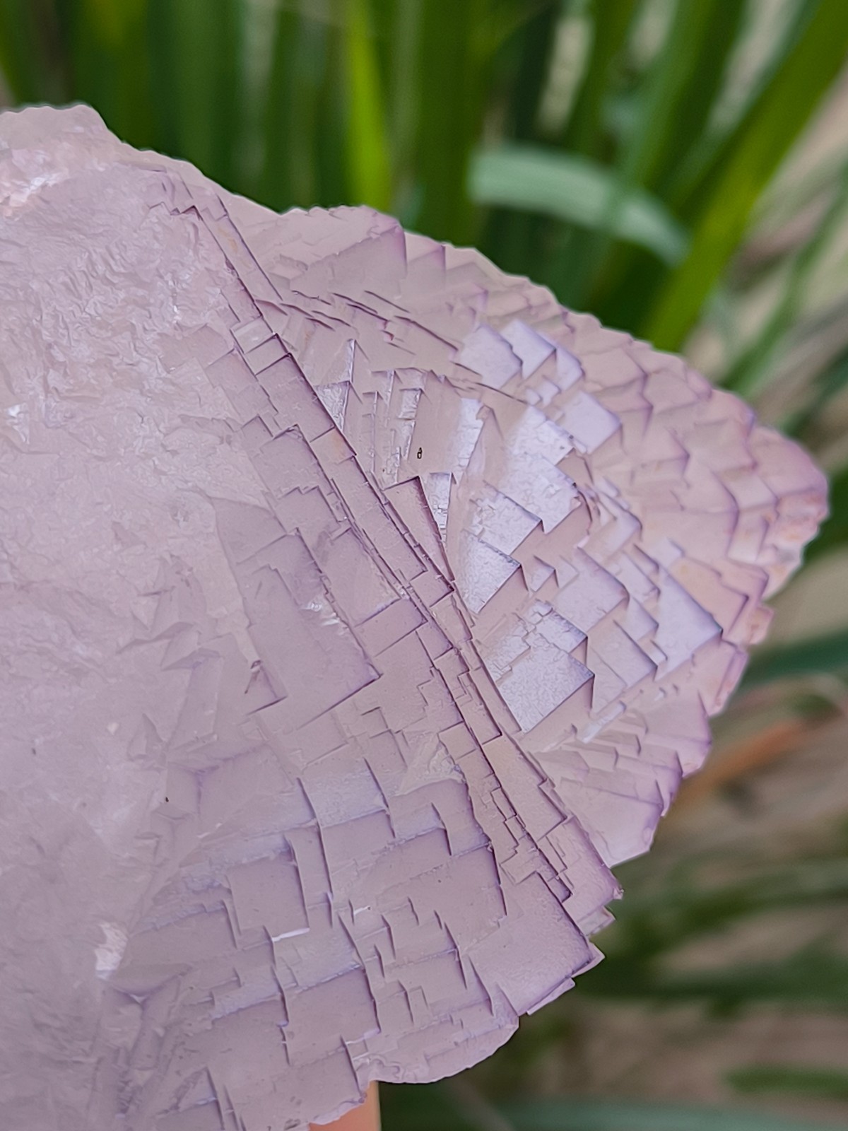 630g Natural Step Wise Cubic Fluorite Purple Lining Crystals Mineral Specimen