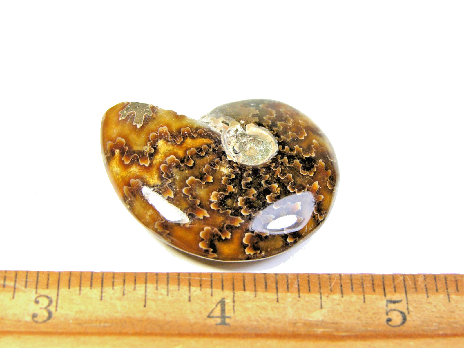 Ammonite fossil polished 1 1/2″ + showing suture lines Madagascar ms25