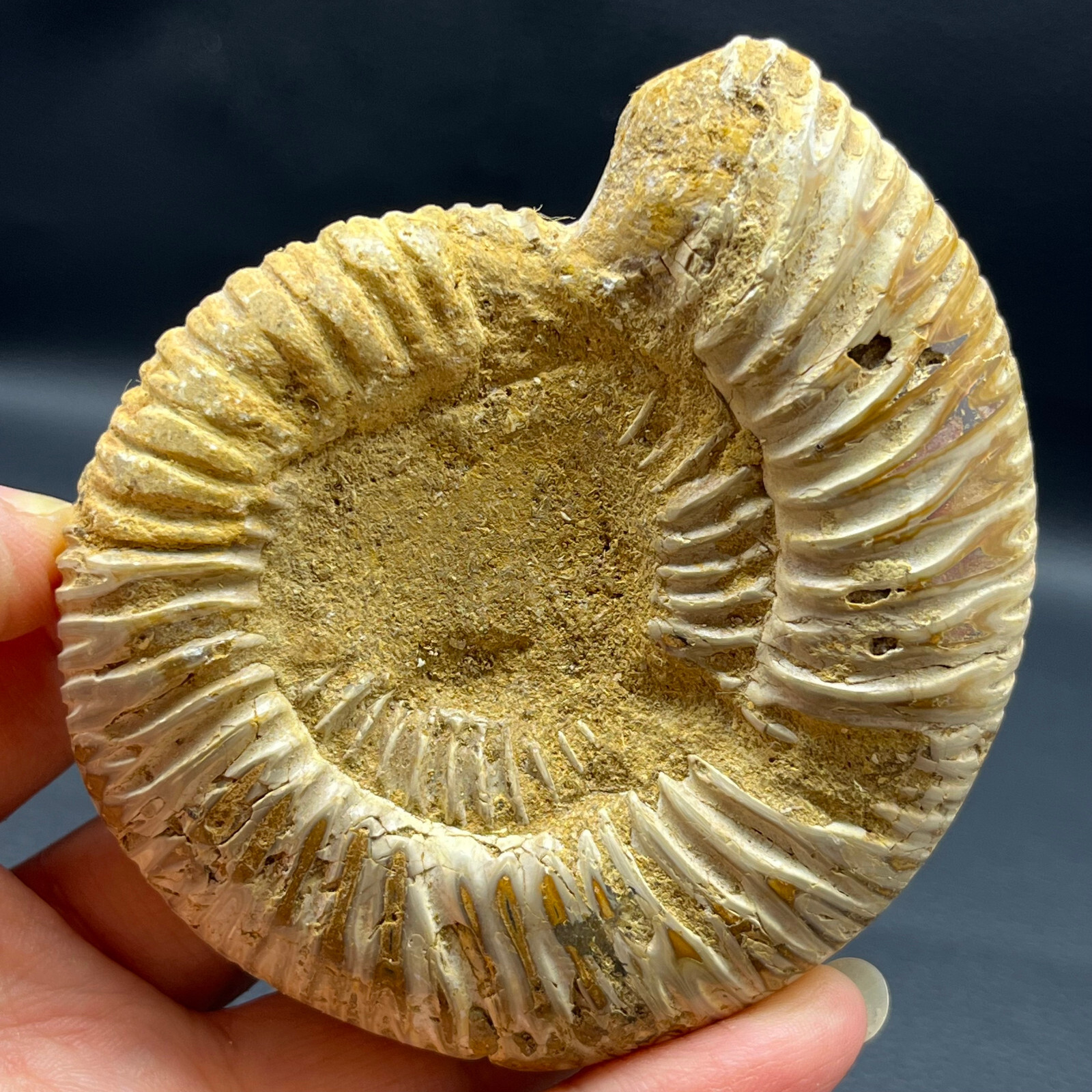201G Natural conch specimens from Madagascar Rough without any treatment Y8