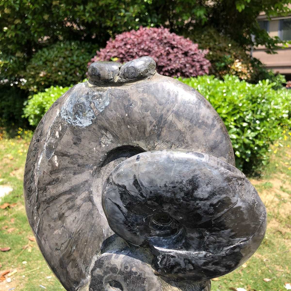 15.24LB Natural Beautiful Ammonite Fossil Conch Crystal Specimen Healing 5100