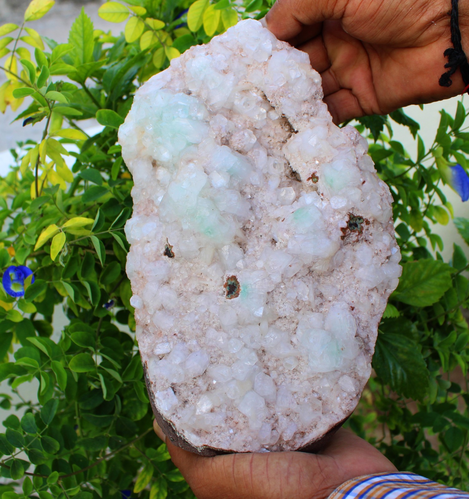 Green Apophyllite Crystals Format On Heulandite Matrix Minerals Specimen