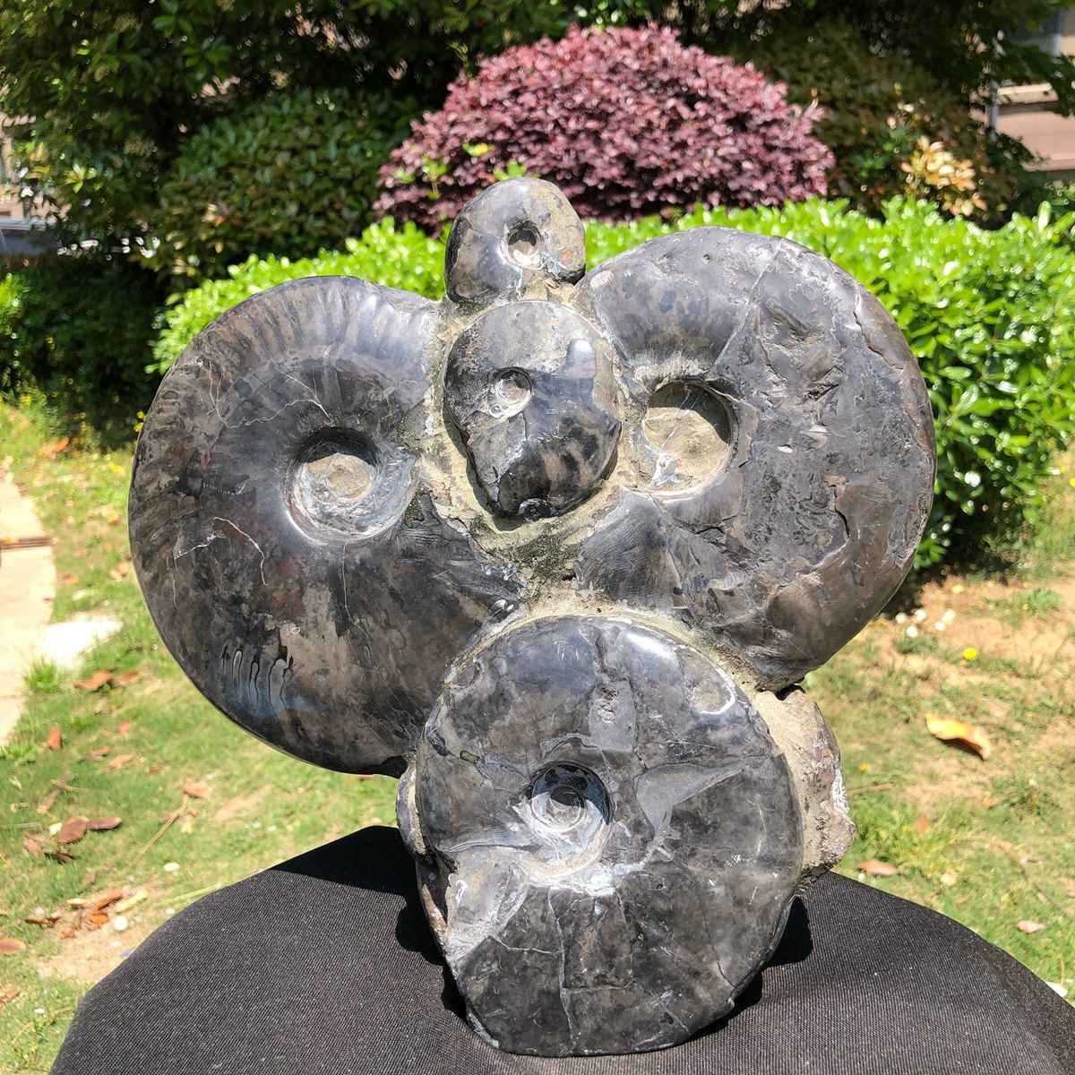 10.6LB Natural Beautiful Ammonite Fossil Conch Crystal Specimen Healing 5102