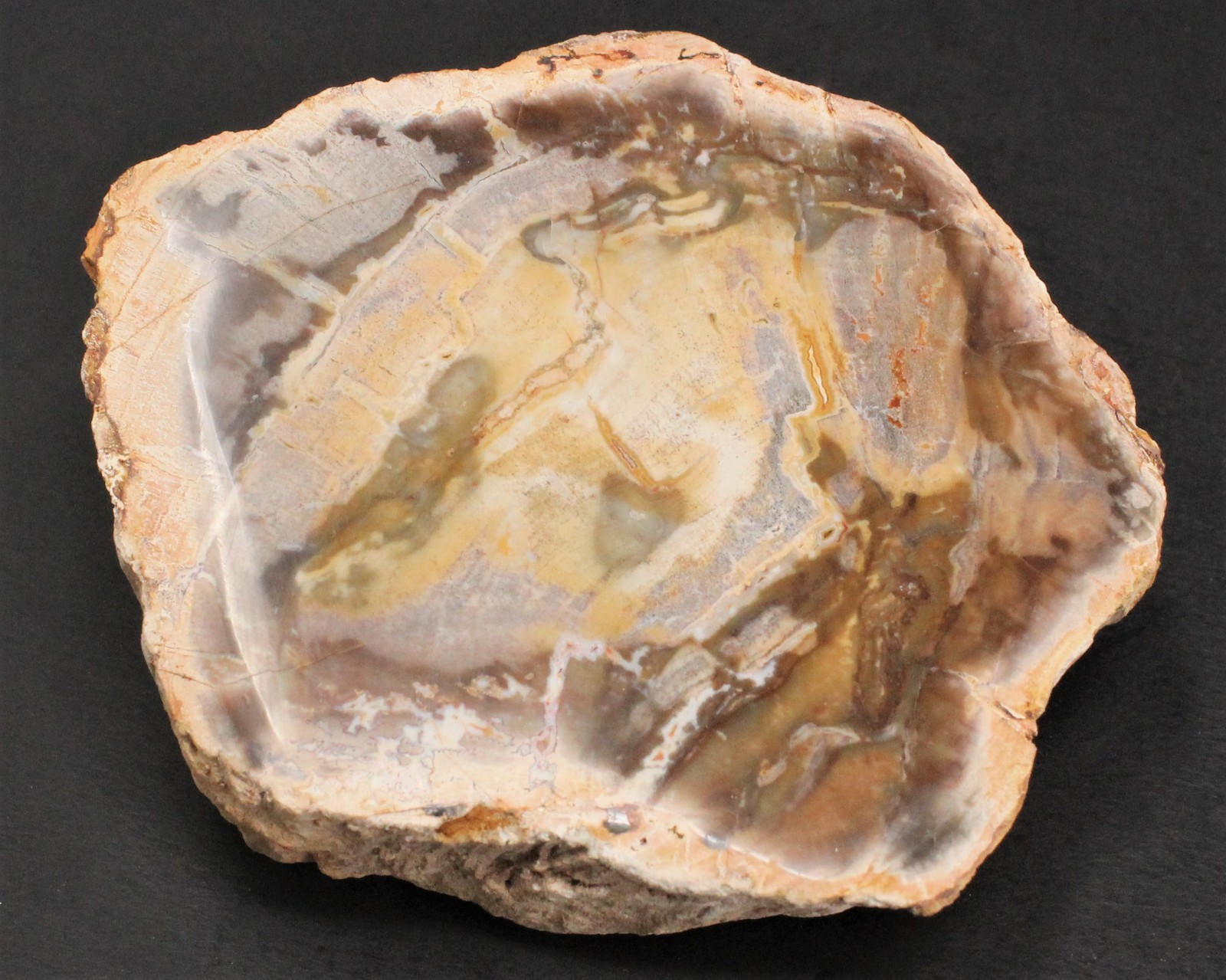 LARGE Petrified Wood Slabs 3.5 – 6″ (Fossilized Wood, Polished Petrified Wood)