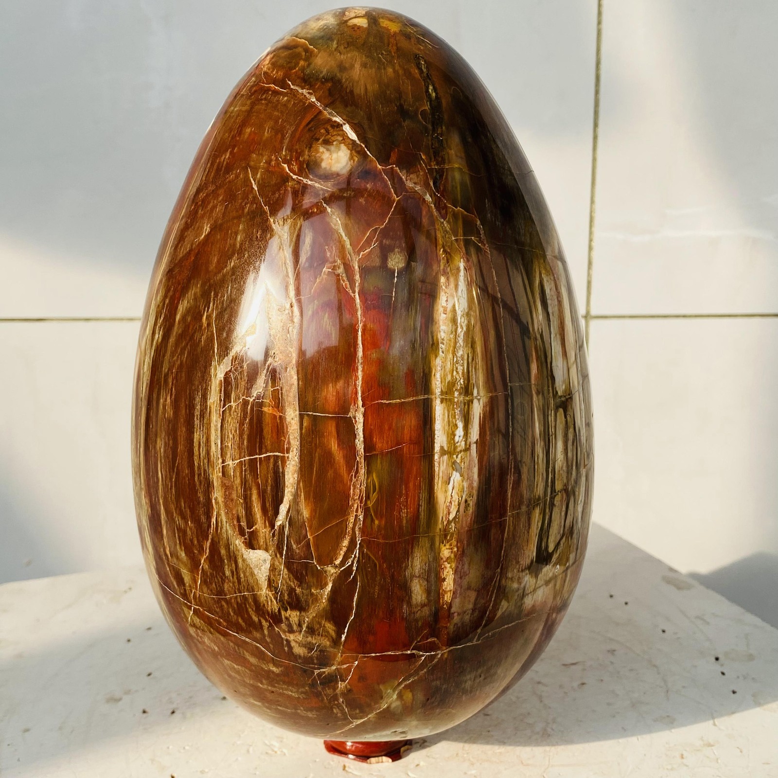 Natural Petrified Wood Egg Quartz Crystal Fossil Mineral 6340g