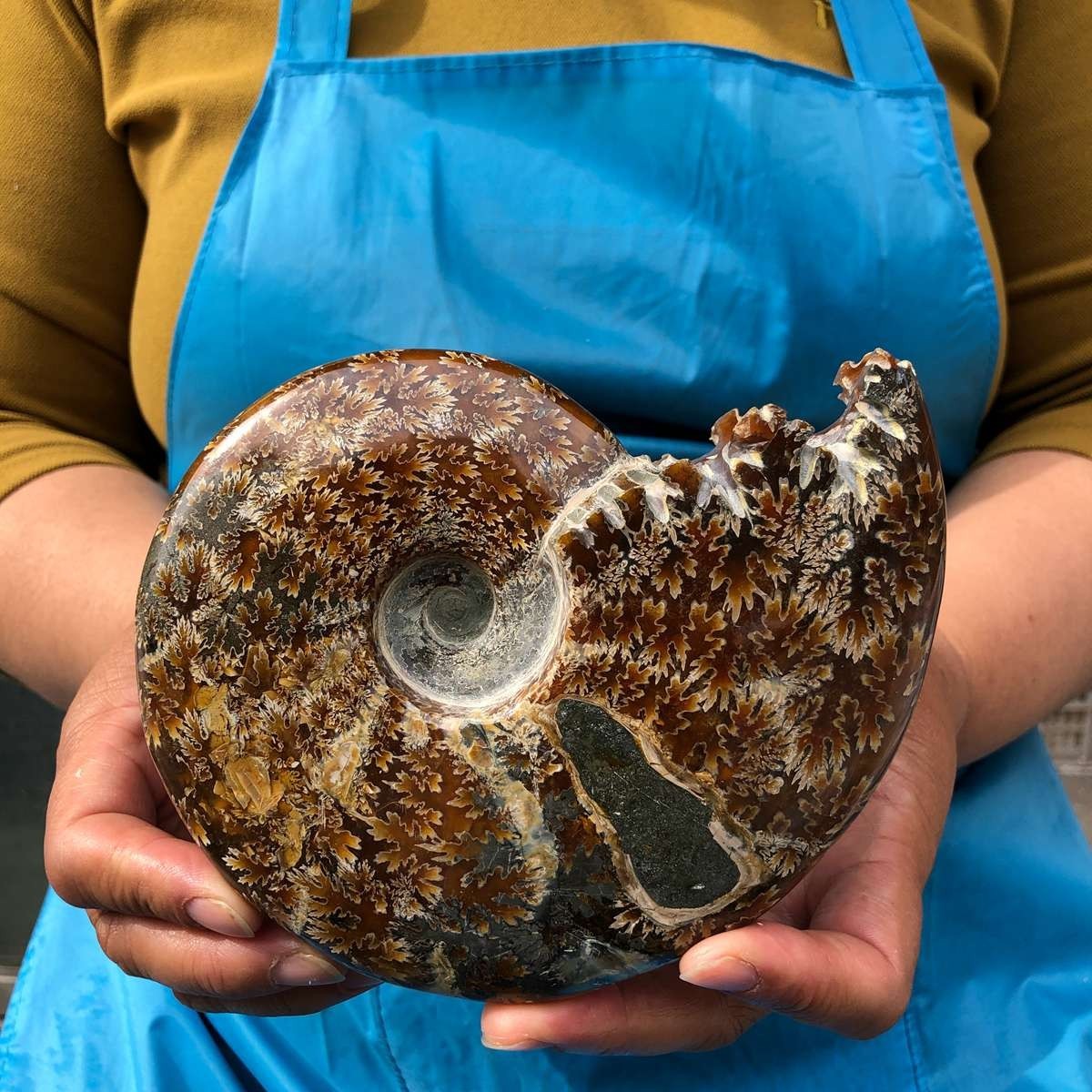 2pcs 3.47LB Natural Beautiful Ammonite Fossil Conch Crystal Specimen Healing