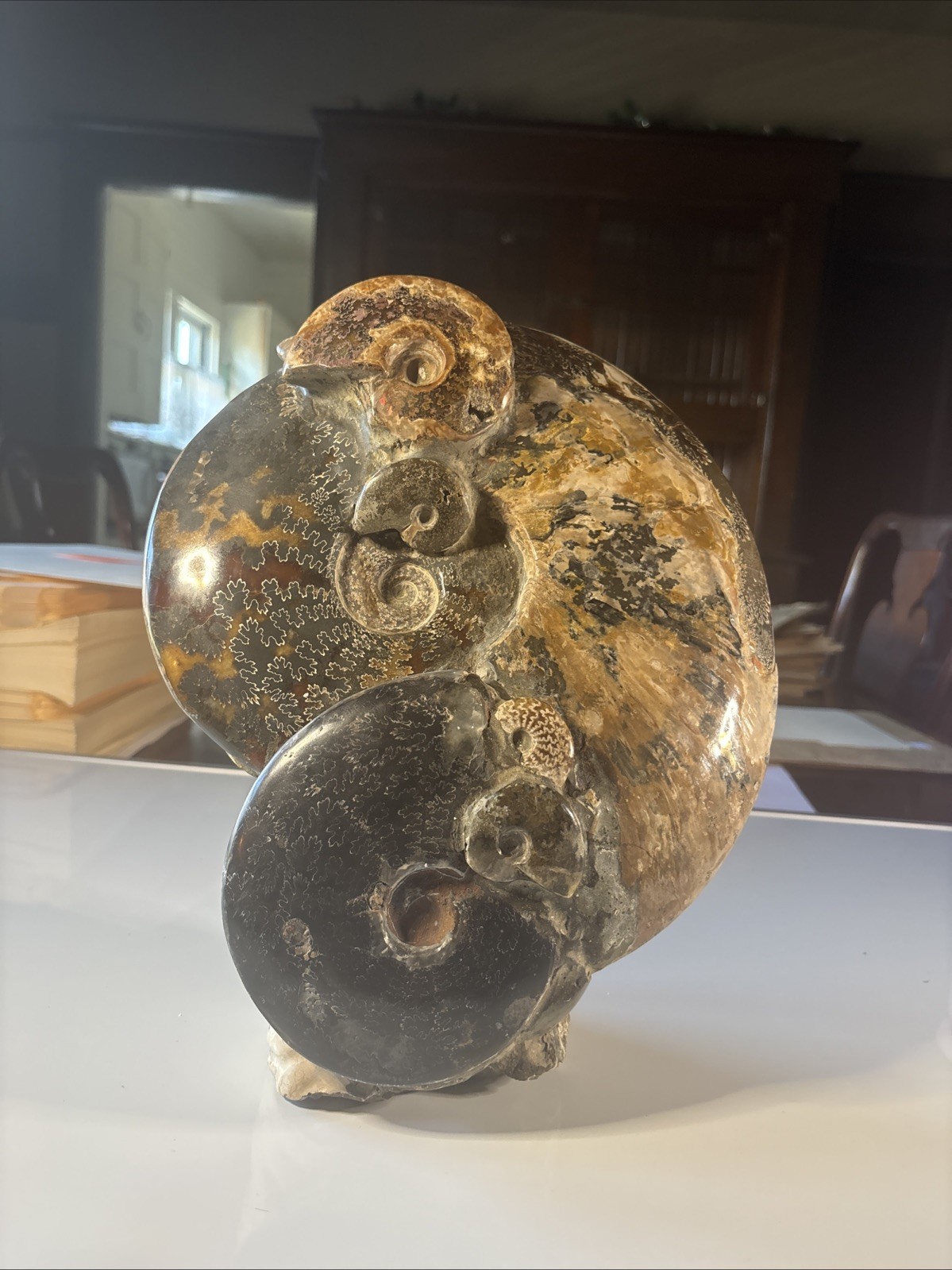 Ancient Statue Fossil Ammonite Rock Prehistoric Specimen 16lbs. Fossil1 X1